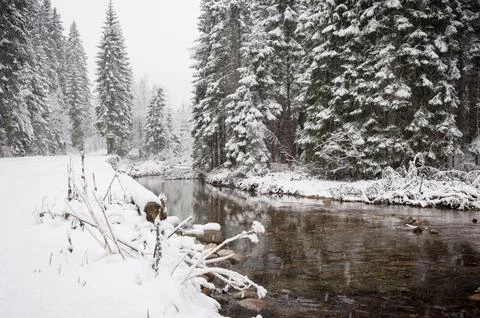 Snowy Forest with a River Stock Photos