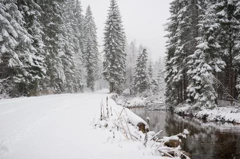 Snowy Forest with a River Stock Photos