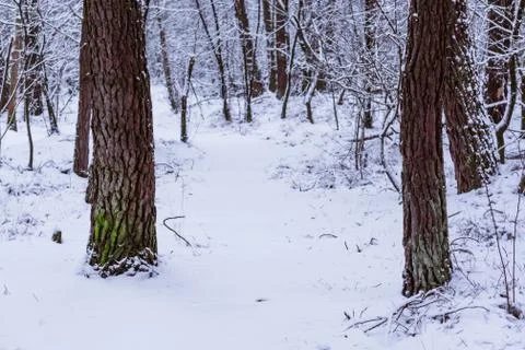 Snowy forest road with tree trunks, winter season in the dutch forest of Rucp Stock Photos