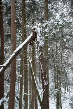 A snowy forest scene featuring a broken tree trunk, surrounded by tall pine Foto stock