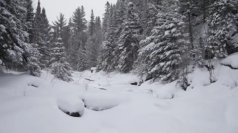 Snowy Forest Scene Stock Footage 73126047