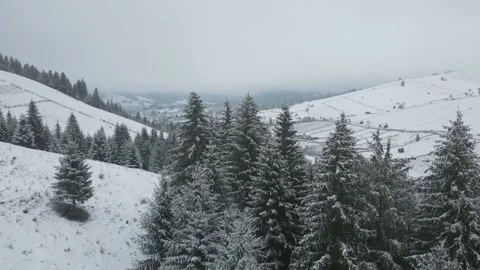 Snowy Forest with a Scenic Perspective Stock Footage 300507772