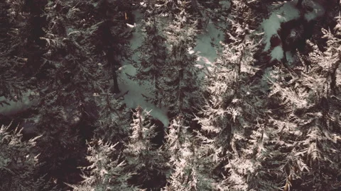 A snowy forest seen from above Stock Footage 251900639