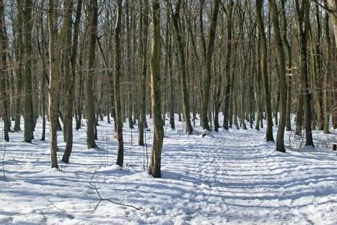 Snowy forest with shadows Stock Photos