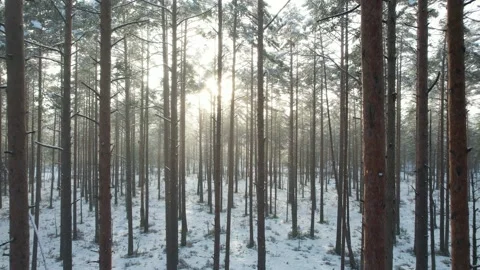 Snowy forest sideways flight Stock Footage 233536123