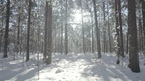 Snowy Forest Slow Flight 2 Stock Footage 234549813