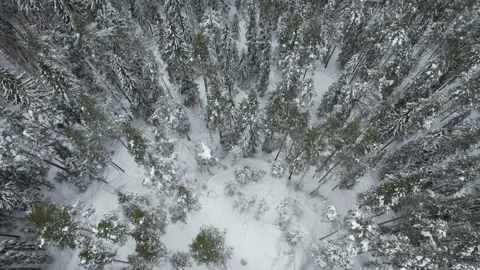 Snowy forest slow flight Video stock 231438988