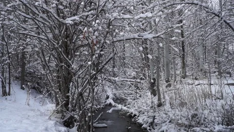 Snowy forest with a small stream Stock Footage
