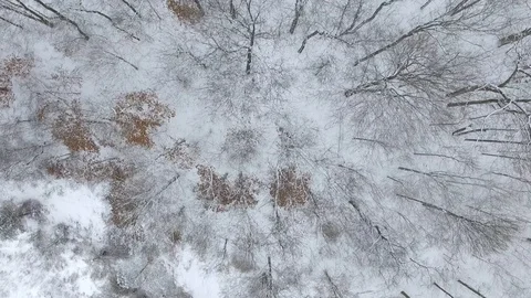 Snowy forest with snow covered trees in 2.7k Stock Footage 100820375