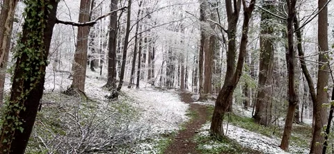 Snowy Forest in the Spring Stock Footage 151834902