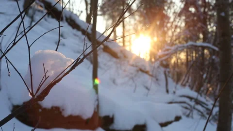 Snowy forest in the sunny sunset Stock Footage 166643172