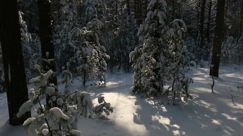 Snowy forest at sunset, silhouettes of trees. Stock Footage 60360886