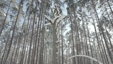 Snowy forest takeoff Stock Footage 234549363
