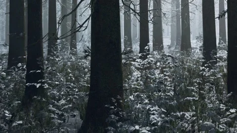 Snowy forest with tall trees and white ground on a misty day Stock Footage 340220125