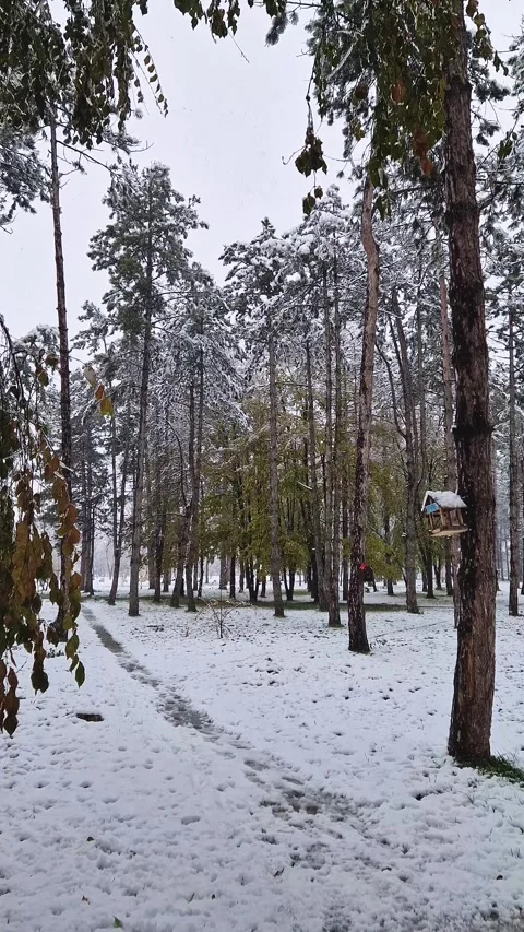 Snowy forest with tall trees covered in snow. A small path visible on the snow-c Stock Footage 293016246