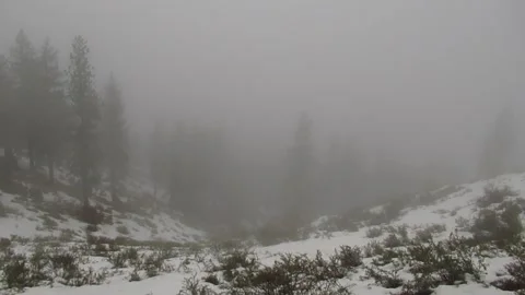 Snowy Forest, Thick Fog Rolling In, Pan Right Video stock 255095607