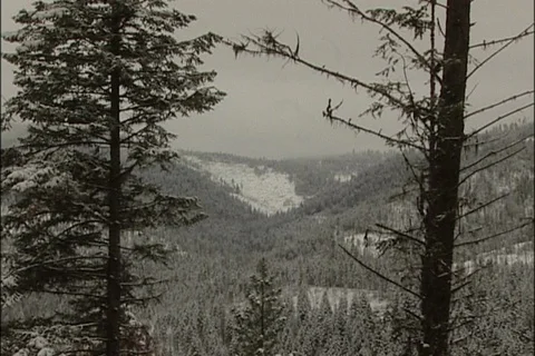 Snowy Forest Through Trees in Northwest Montana Stock Footage 93092956