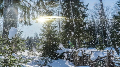 Snowy forest. Top down view in a snowy winter forest, natural landscape, frozen Stock Footage 142612314