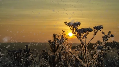 Snowy forest. Top down view in a snowy winter forest, natural landscape, frozen Stock Footage 148079696