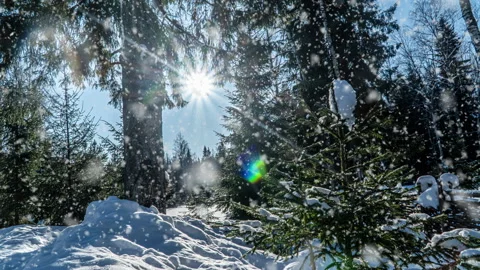 Snowy forest. Top down view in a snowy winter forest, natural landscape, frozen Stock Footage 148998792