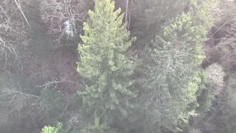 Snowy Forest Top Down View Stock Footage 237361928