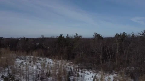 Snowy forest tracking shot Stock Footage 150106198