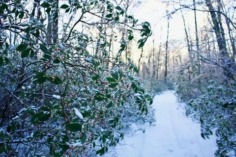 Snowy Forest Trail Stock Photos