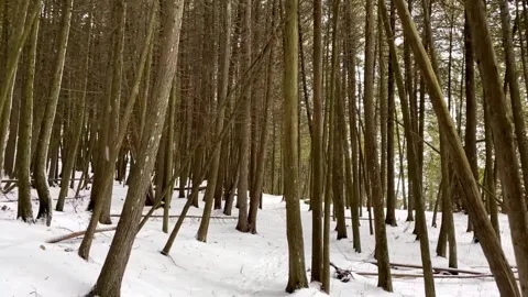Snowy forest trail through dense pine trees in beautiful winter landscape Stock Footage 325477509