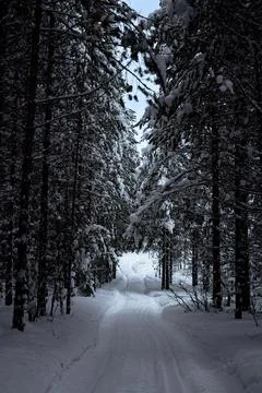 Snowy forest trail through pine trees in winter wilderness Stock Photos