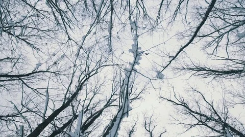 Snowy forest tree branches Stock Footage 70811566