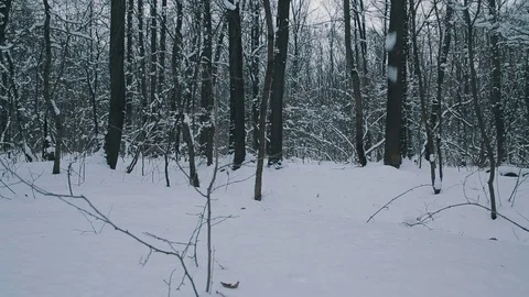 Snowy forest tree trunks Stock Footage 70811192