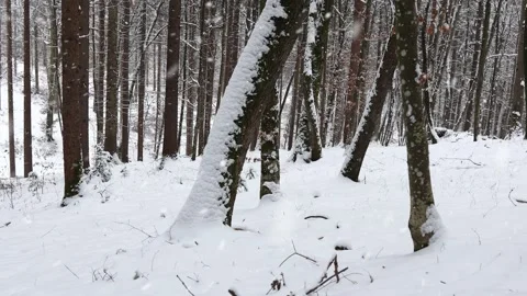 Snowy forest trees and snowfall Stock Footage 141337577