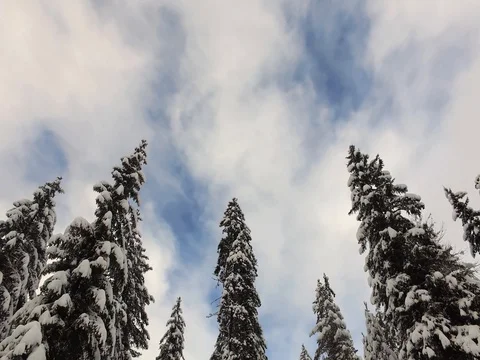 Snowy forest - Trees covered with snow Stock Footage 72296770