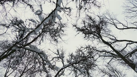 A snowy forest with trees covered in snow Stock Footage 326351785