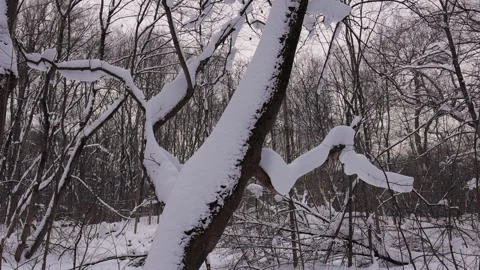 A snowy forest with trees covered in snow 動画素材 328987585