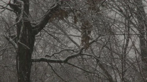 Snowy Forest Trees Vídeos de archivo 40736015