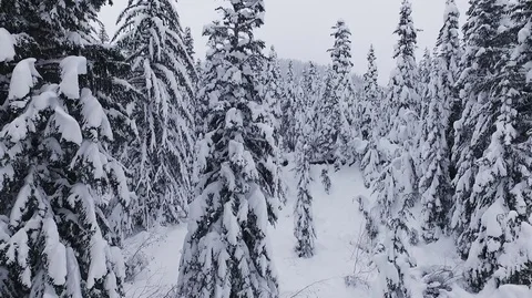 Snowy Forest Trees.  Stock Footage 85148357