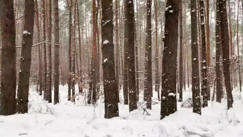 Snowy forest view from the car Stock Footage 258569430