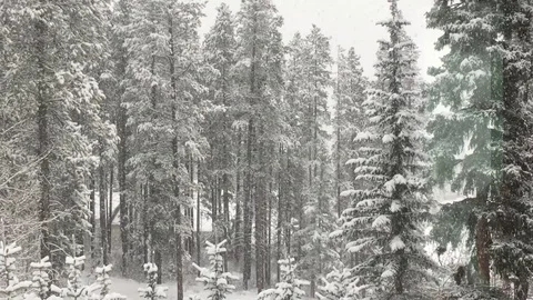 Snowy Forest View Stock Footage 123170647