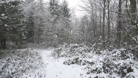 Snowy Forest Walk 3 4K Stock Footage 84600716