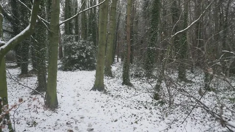 Snowy Forest Walk 4 4K Stock Footage 84604281