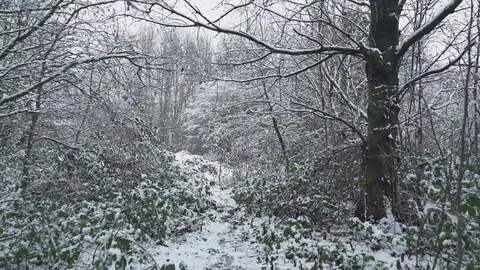 Snowy Forest Walk 4K Stock Footage 84565812