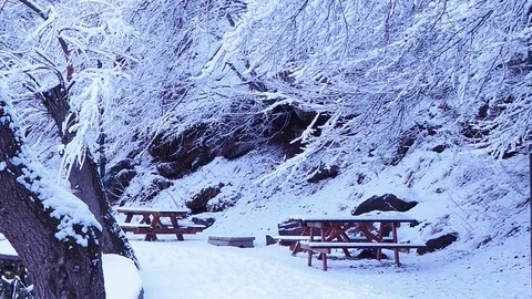 Snowy forest walking path,Walk along the path in the snowy forest Stock Footage 86586691