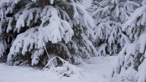 Snowy forest on a winter day. Stock Footage 221605109