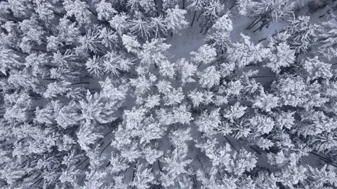 Snowy forest winter landscape, snowfall coniferous snow covered forest Stock Footage 146296128