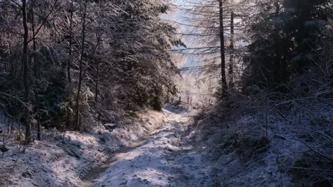 Snowy forest in winter mountains Stock Footage 257074209
