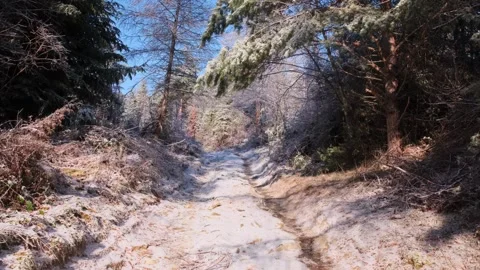 Snowy forest in winter mountains Stock Footage 257074562