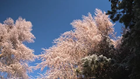Snowy forest in winter mountains Stock Footage 257075480
