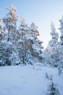 Snowy forest at winter Stock Photos