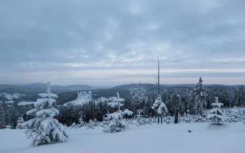 Snowy forest in winter Foto stock